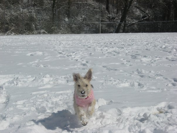 snow day dog